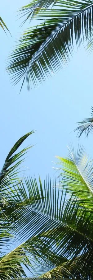Palmeras contra el cielo azul claro.