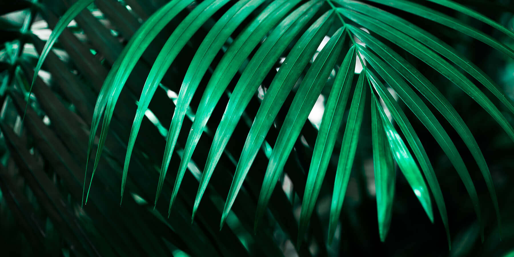 Paradiso Garden Paradiso Garden